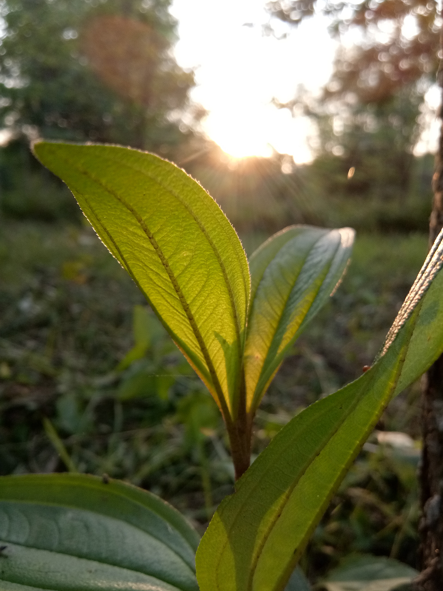 vivo 1601 sample photo. Natural beauty plant photography