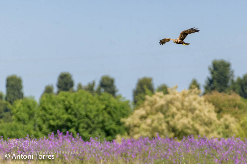 Nikon D850 sample photo. Arpella volant sobre camps photography
