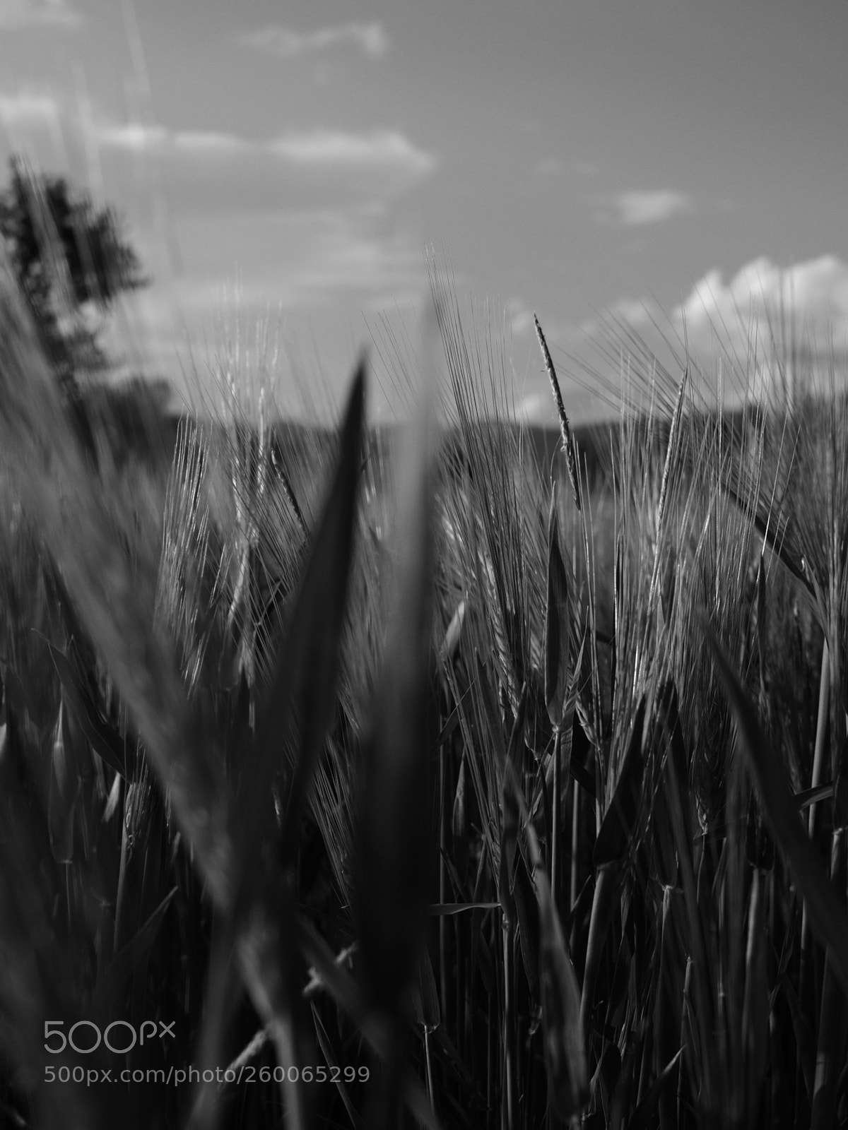 Olympus OM-D E-M10 II sample photo. In the field photography