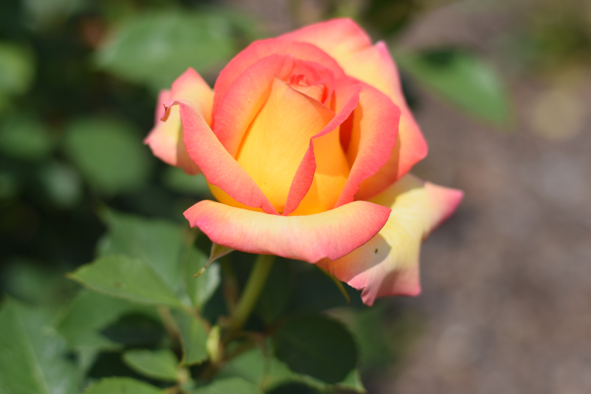 Nikon AF-S Nikkor 50mm F1.8G sample photo