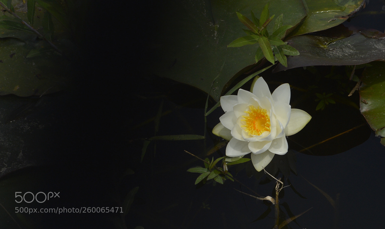 Nikon D4 sample photo. Rest of life part 1 photography