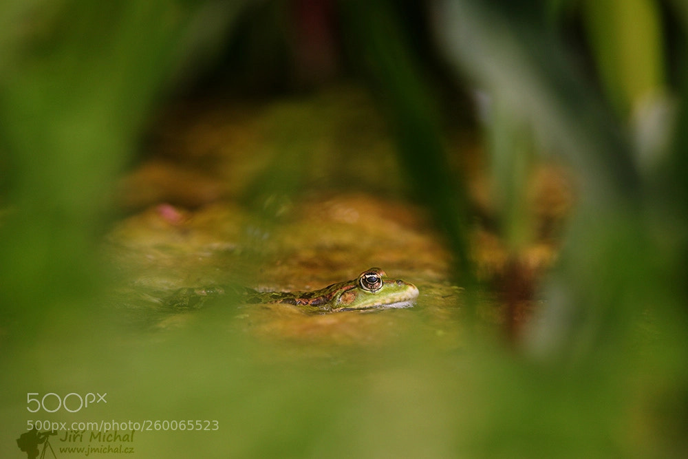 Canon EOS 5D Mark IV sample photo. Marsh frog photography