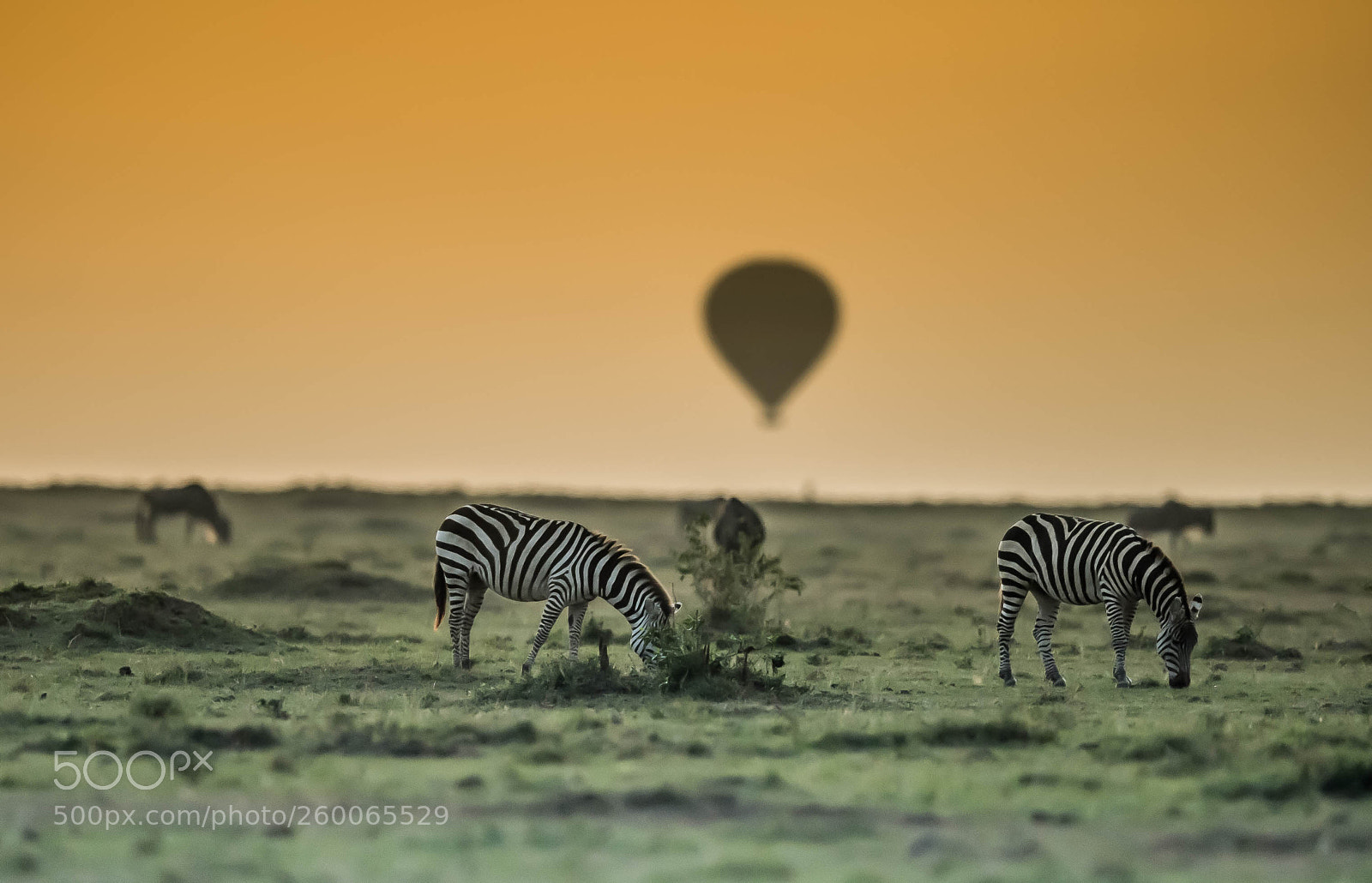 Nikon D5 sample photo. Magical masai mara photography