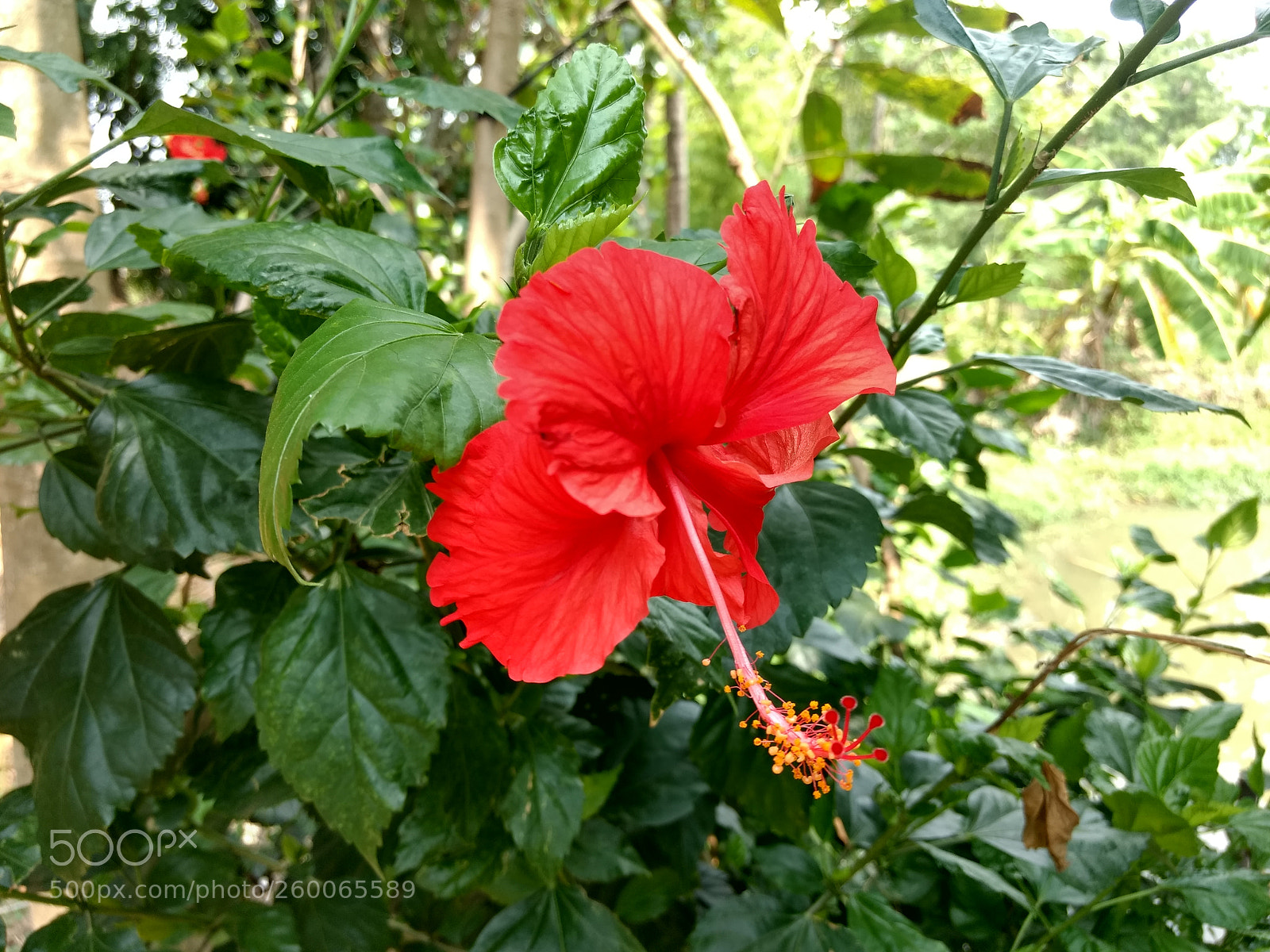 Motorola Moto G (4) sample photo. Untitled photography