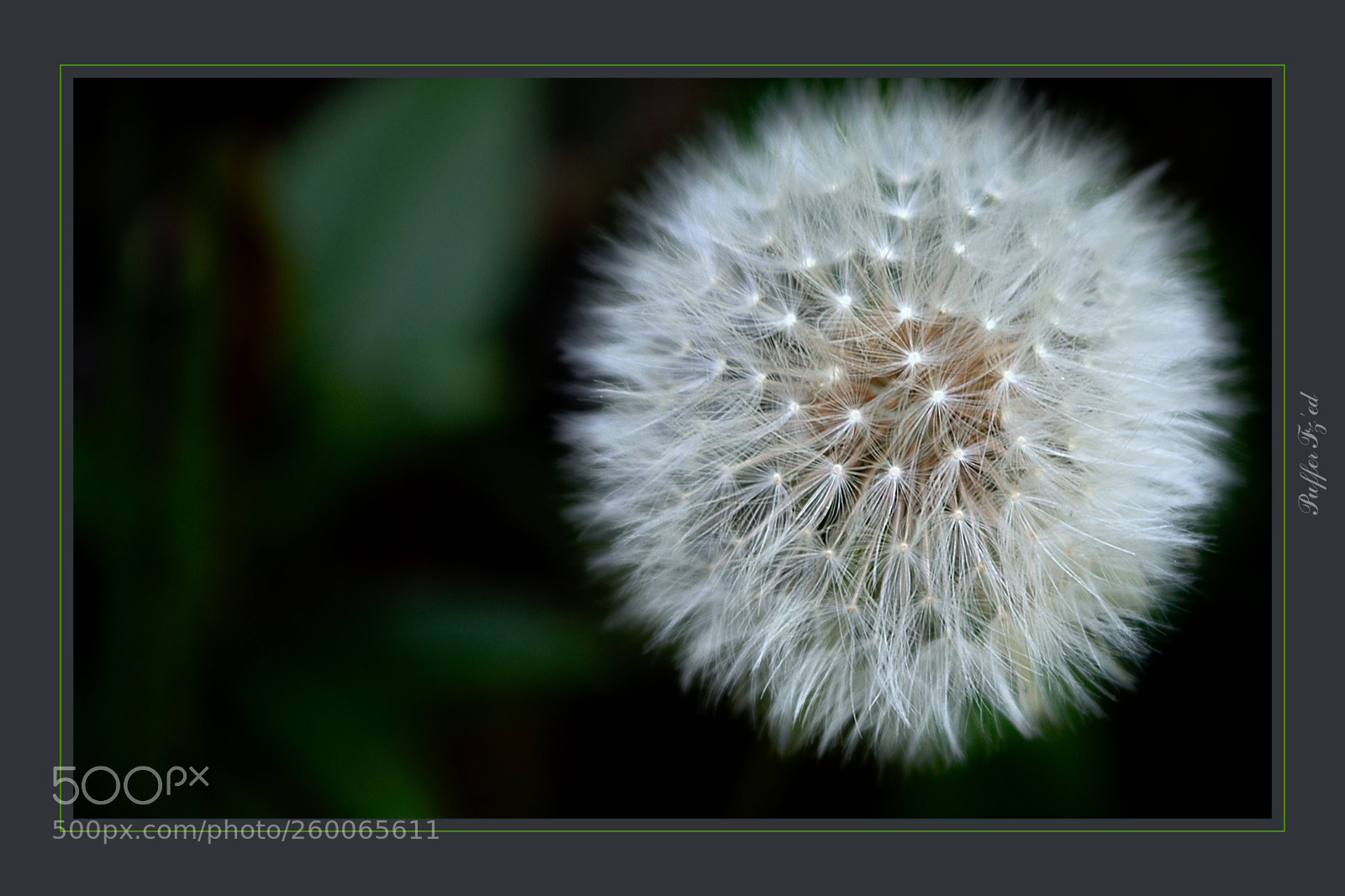 Nikon D3300 sample photo. Flower photography