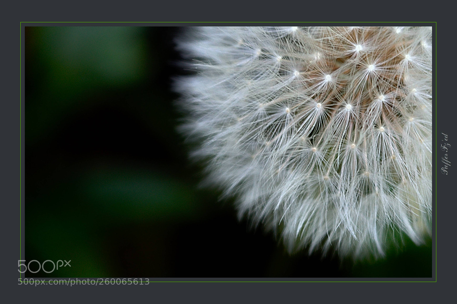 Nikon D3300 sample photo. Flower photography