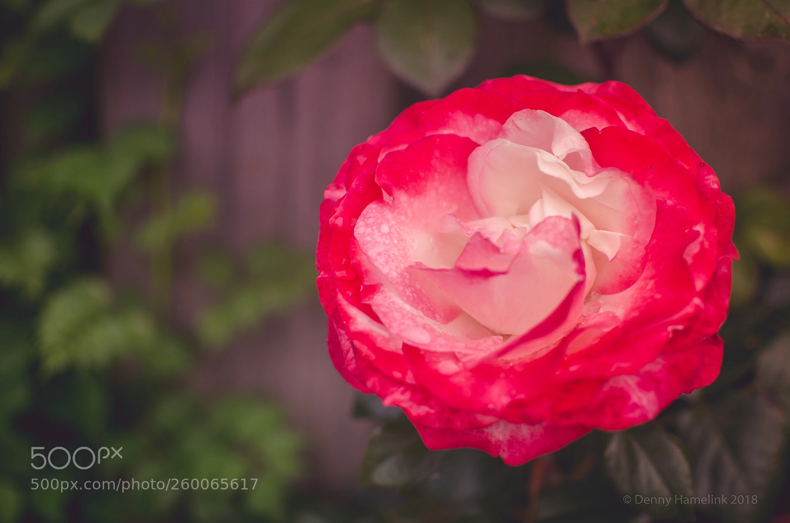 Nikon D7000 sample photo. Lovely rose photography