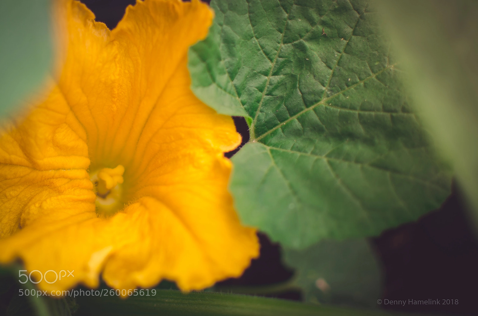 Nikon D7000 sample photo. Miss yellow photography