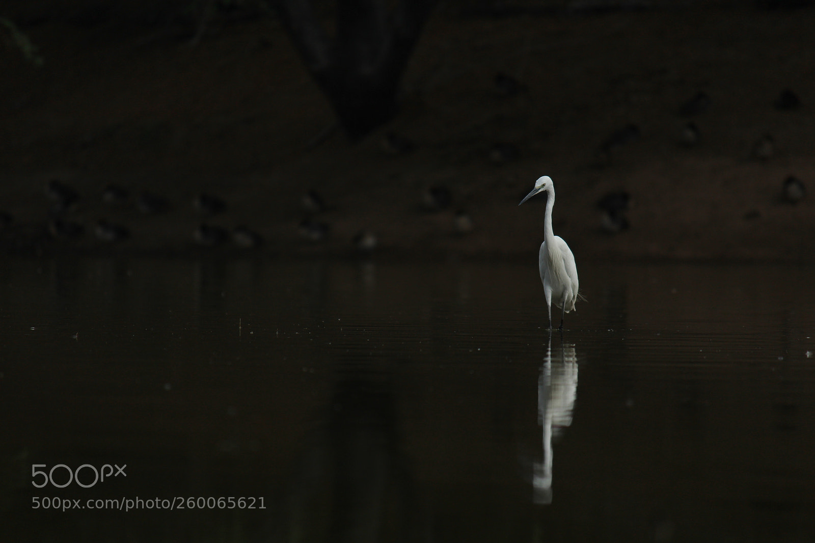 Canon EOS 1200D (EOS Rebel T5 / EOS Kiss X70 / EOS Hi) sample photo. The great white egret photography