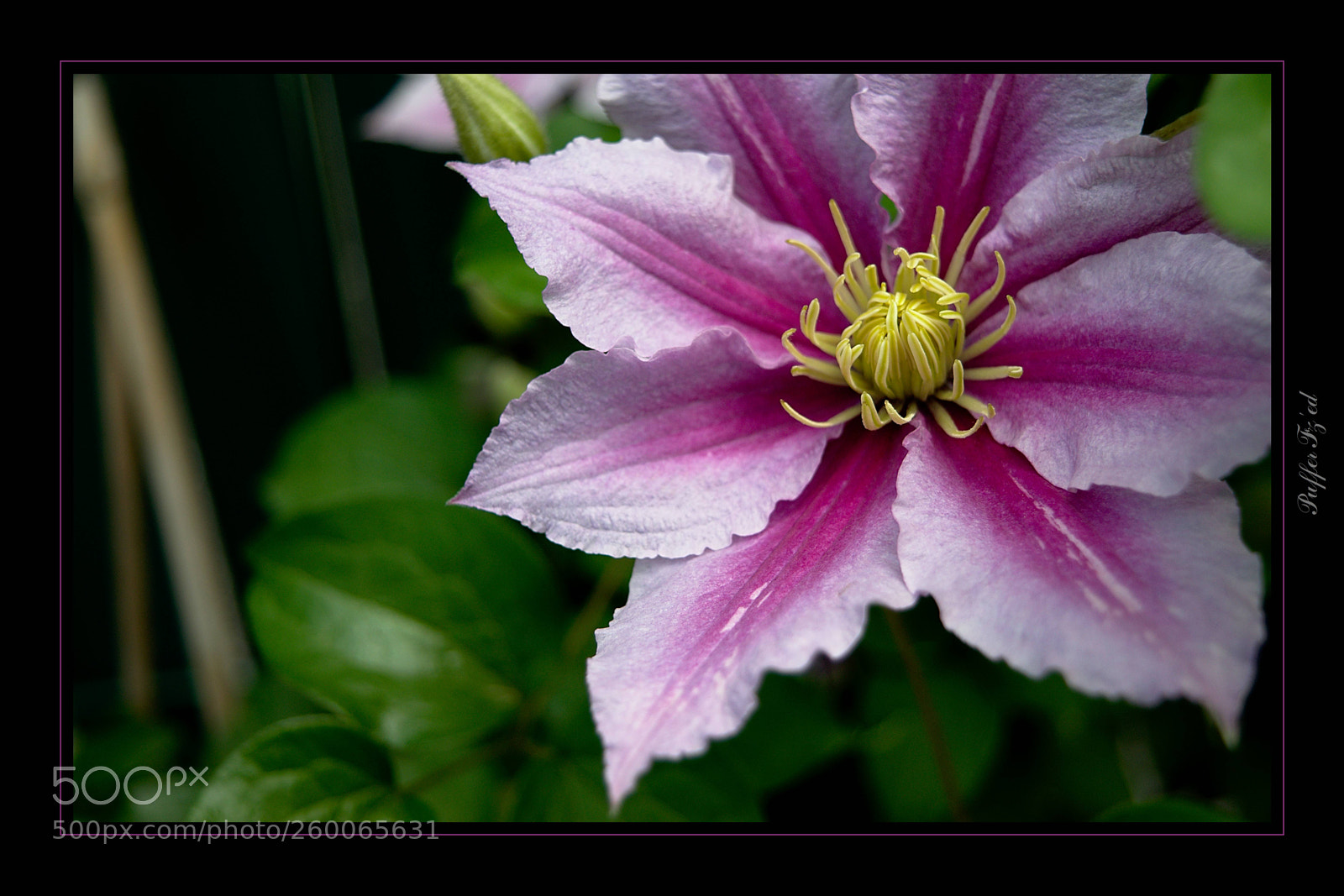 Nikon D3300 sample photo. Flower photography