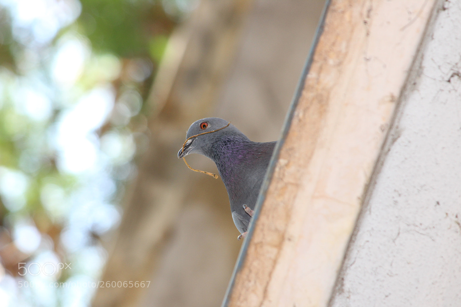 Canon EF-S 55-250mm F4-5.6 IS II sample photo. Red eye photography