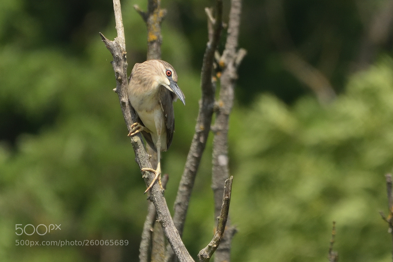Nikon D750 sample photo. Black-crowned night heron nycticorax photography