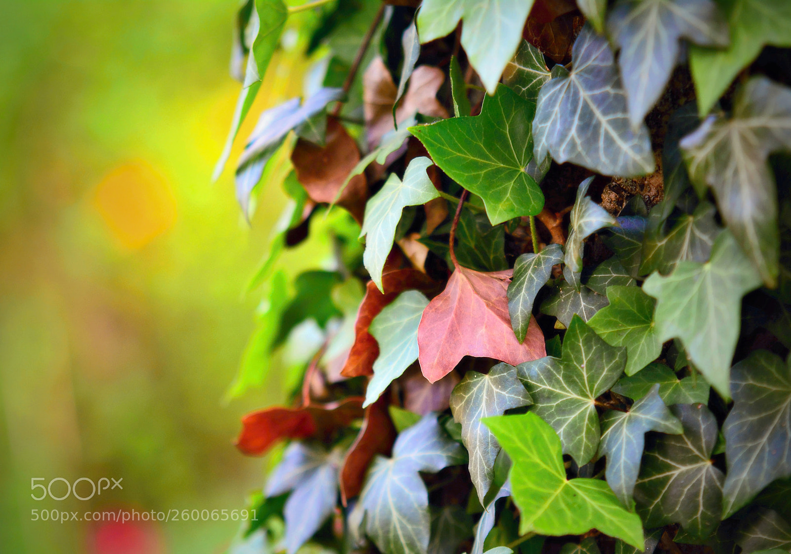 Nikon D7100 sample photo. Ivy leaves closeup photography