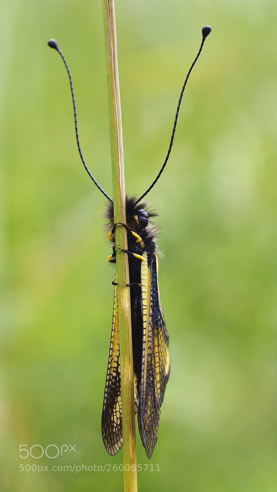 Olympus E-3 sample photo. Owlfly photography