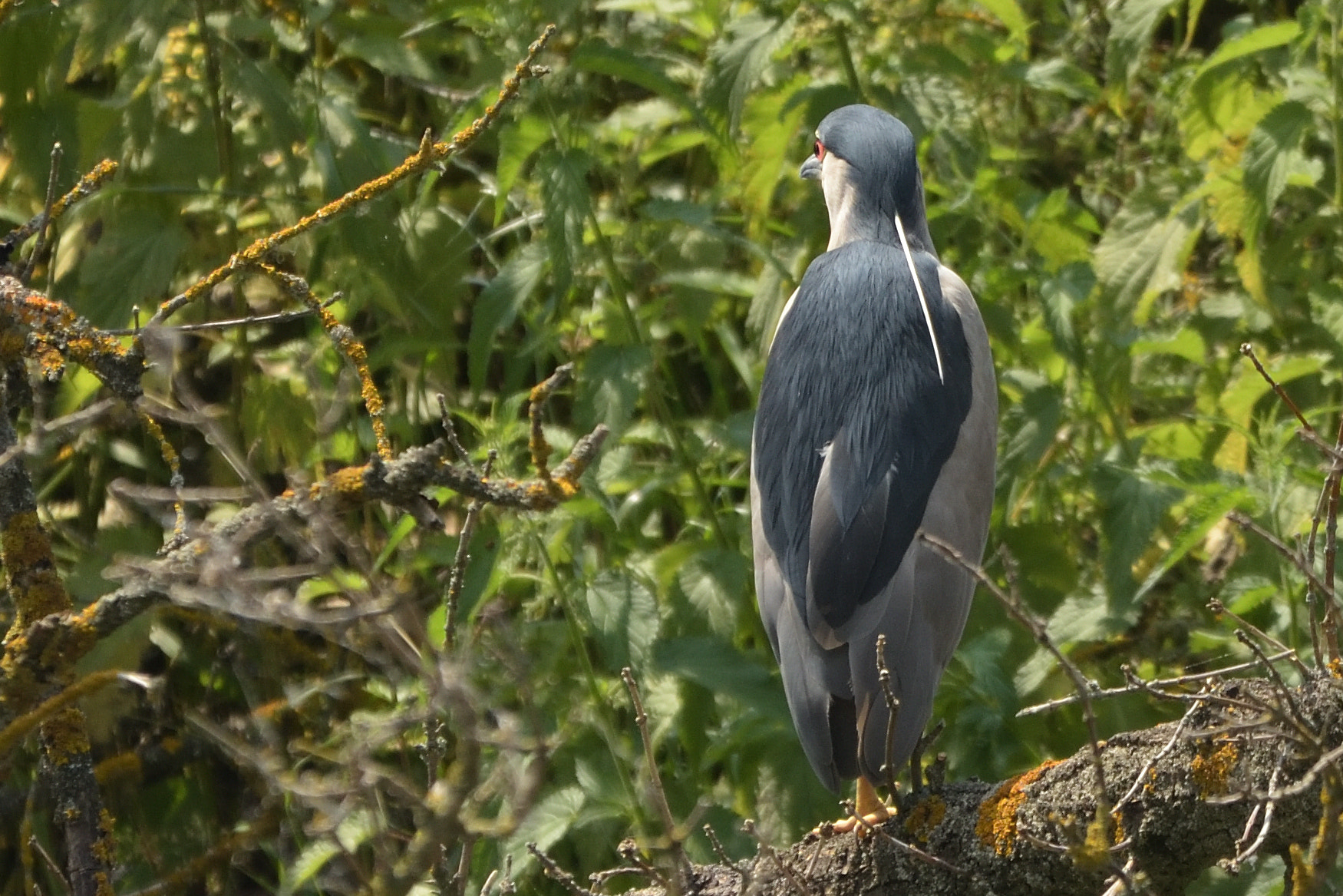 Sigma 150-600mm F5-6.3 DG OS HSM | C sample photo. Black-crowned night heron (nycticorax nycticorax) photography