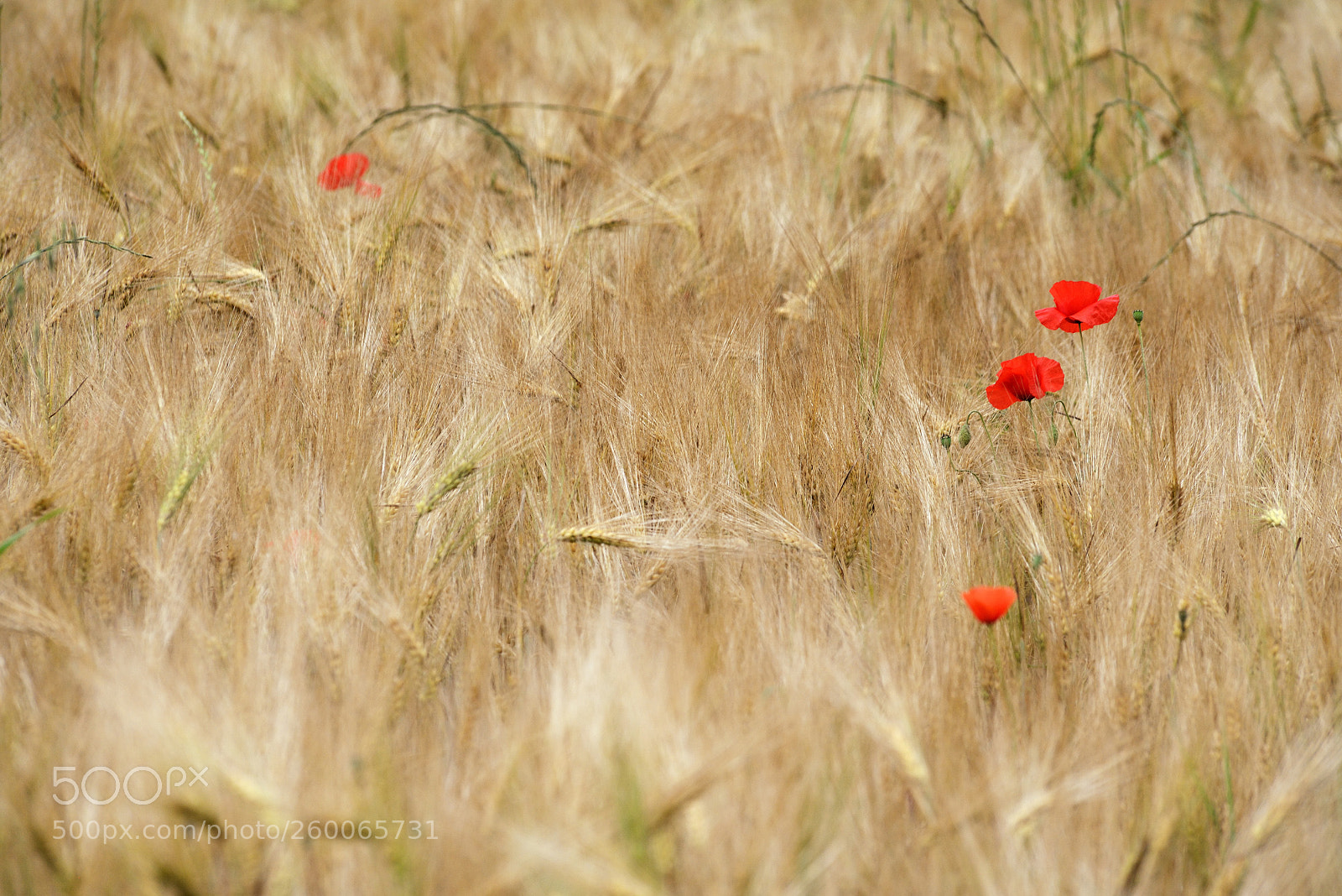 Nikon D800 sample photo. Delicate contamination photography