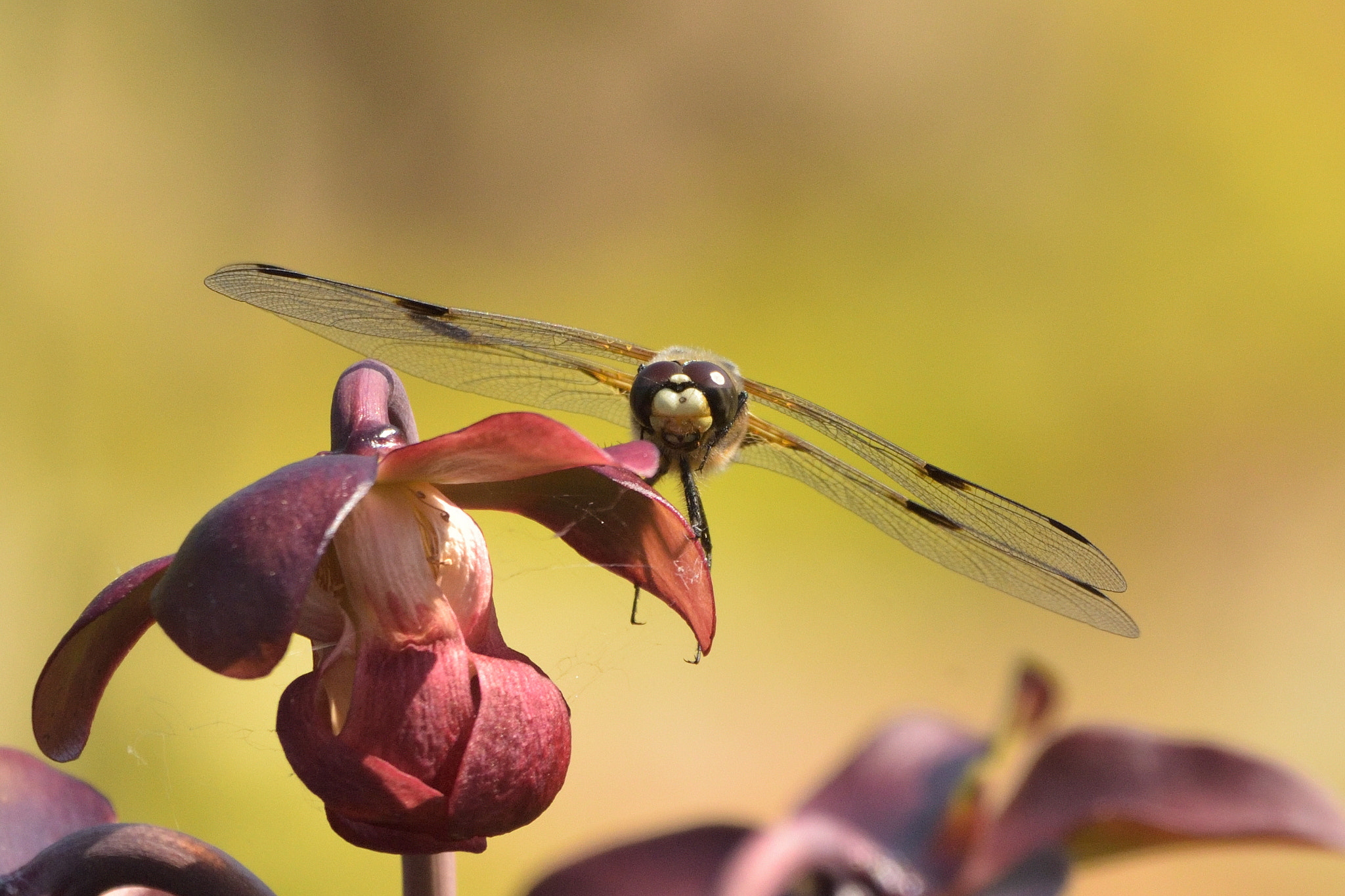 Nikon D750 + Sigma 150-600mm F5-6.3 DG OS HSM | C sample photo. Four-spotted chaser (libellula quadrimaculata) photography