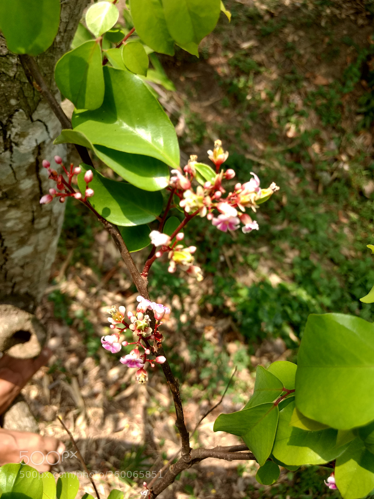 Motorola Moto G (4) sample photo. Untitled photography