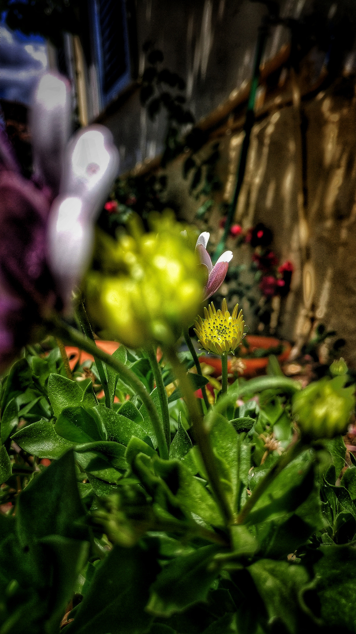 OnePlus A3003 sample photo. Among flowers photography