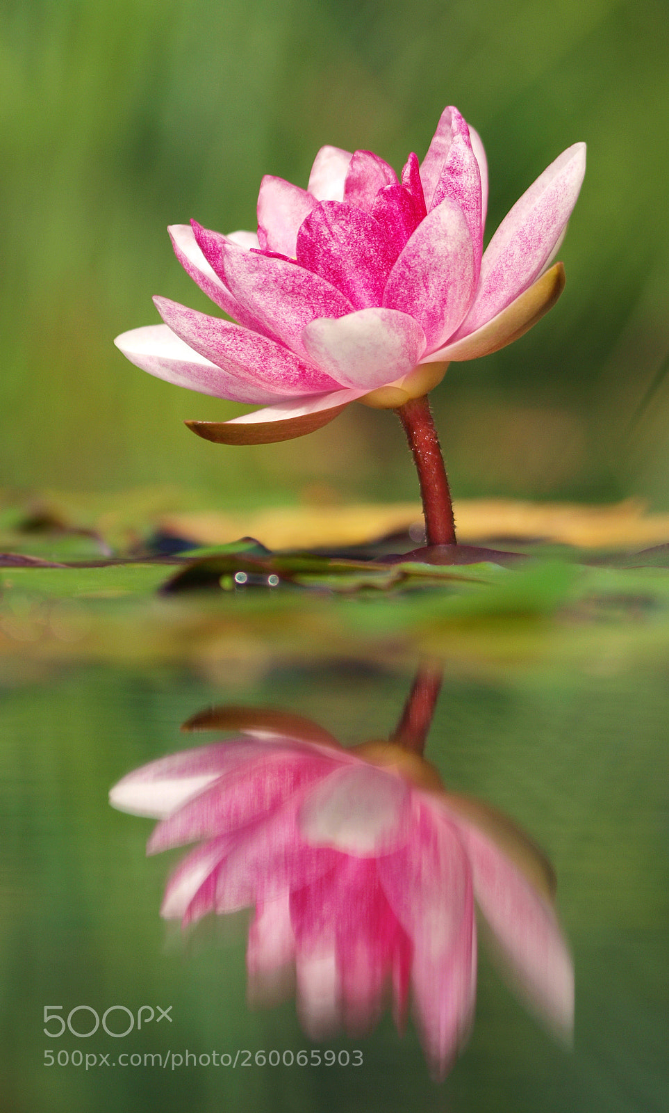 Olympus E-3 sample photo. Water lily photography