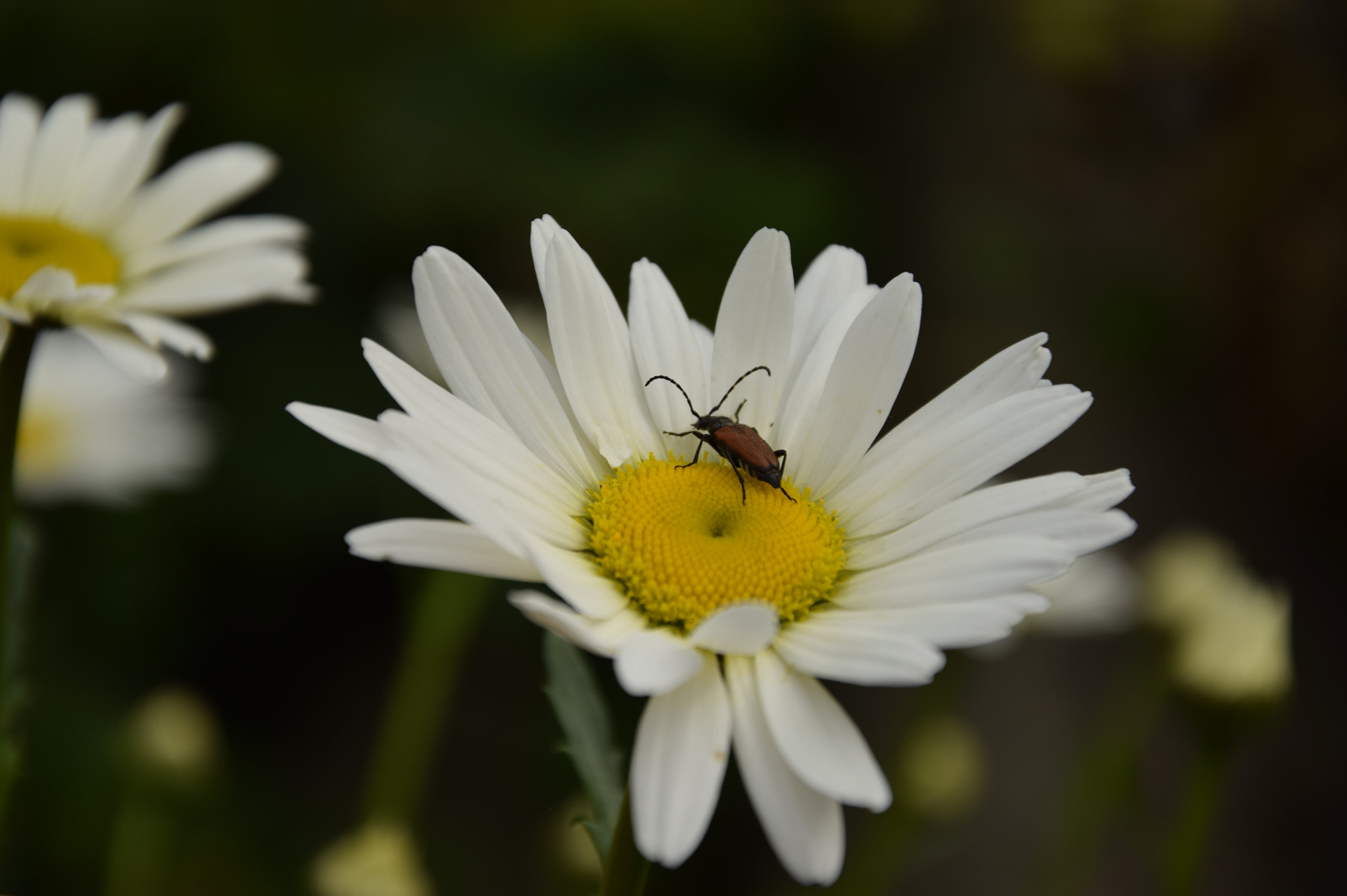 Nikon D3300 sample photo. Insect photography