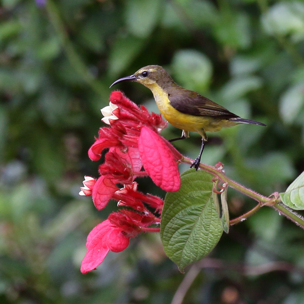 Canon EOS 50D + Canon EF 70-200mm F2.8L IS II USM sample photo. Sunbird perched on a flower photography