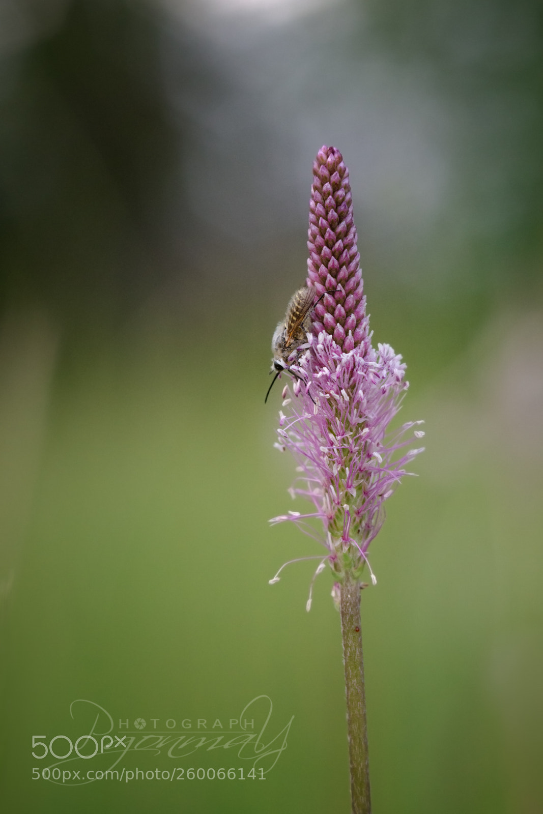 Nikon D7000 sample photo. Parageron incisus over plantago photography