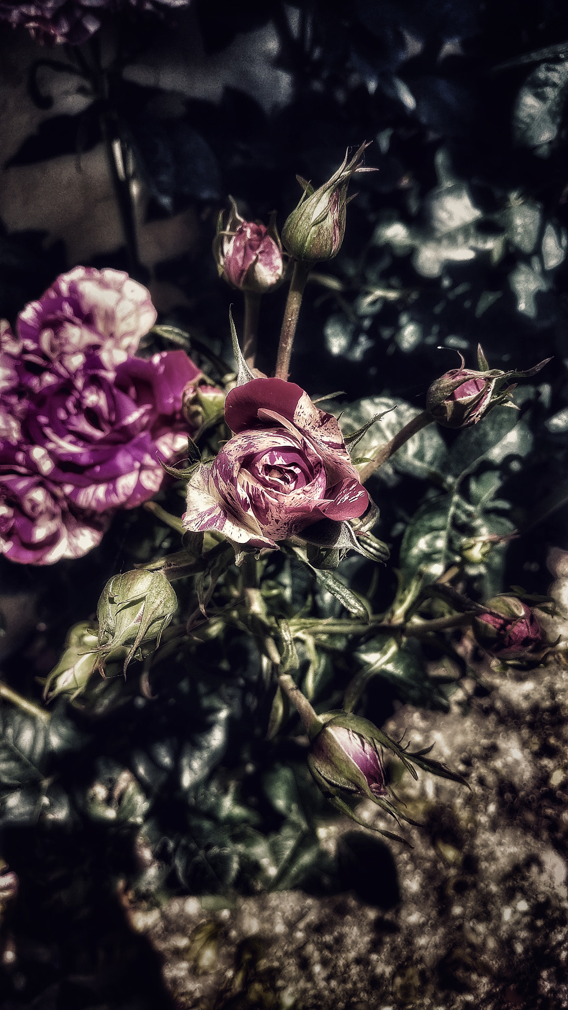 OnePlus A3003 sample photo. Abracadabra roses photography