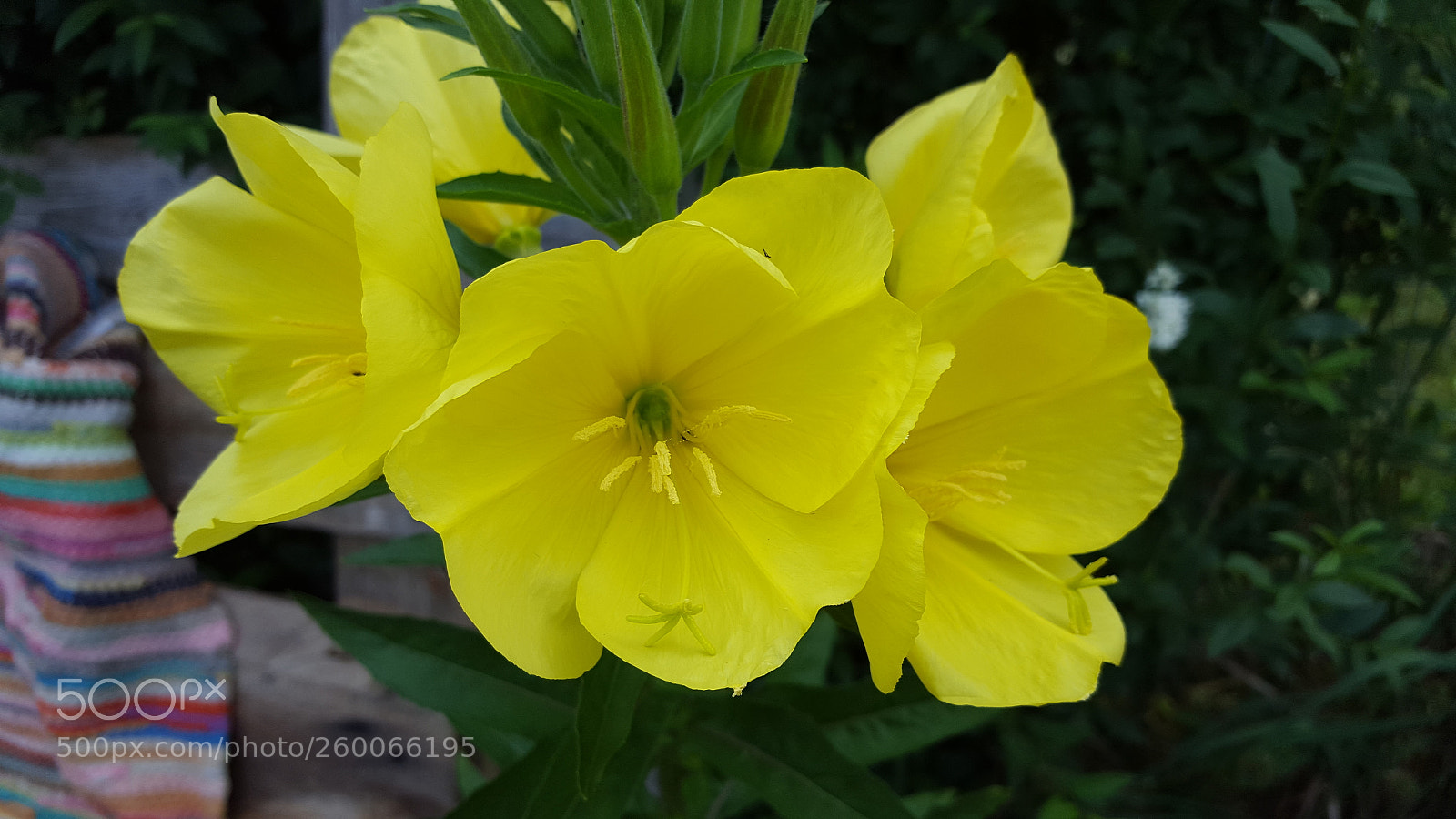 Samsung Galaxy S6 sample photo. Gelb  - yellow. photography