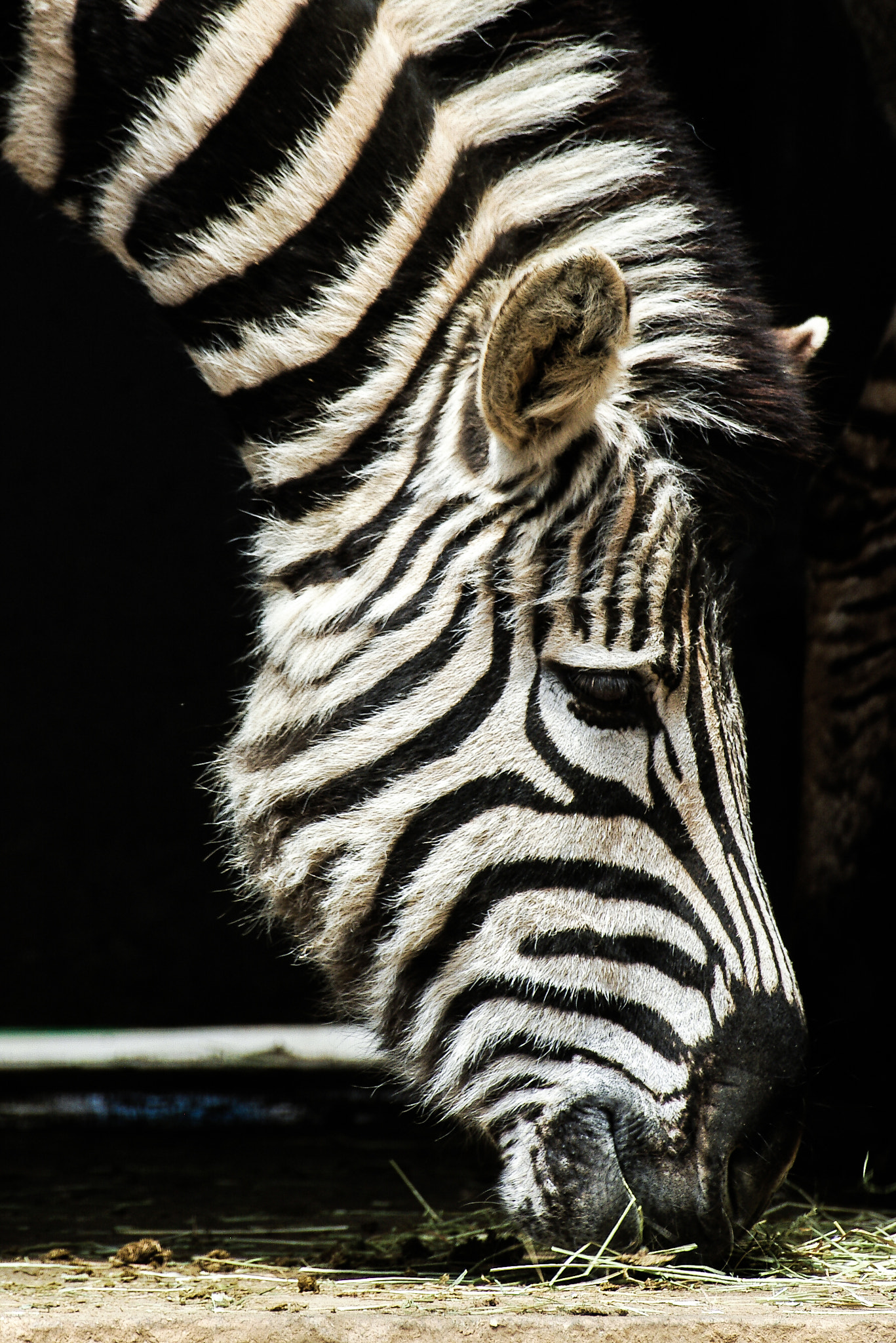 Pentax *ist D sample photo. Sad zebra photography