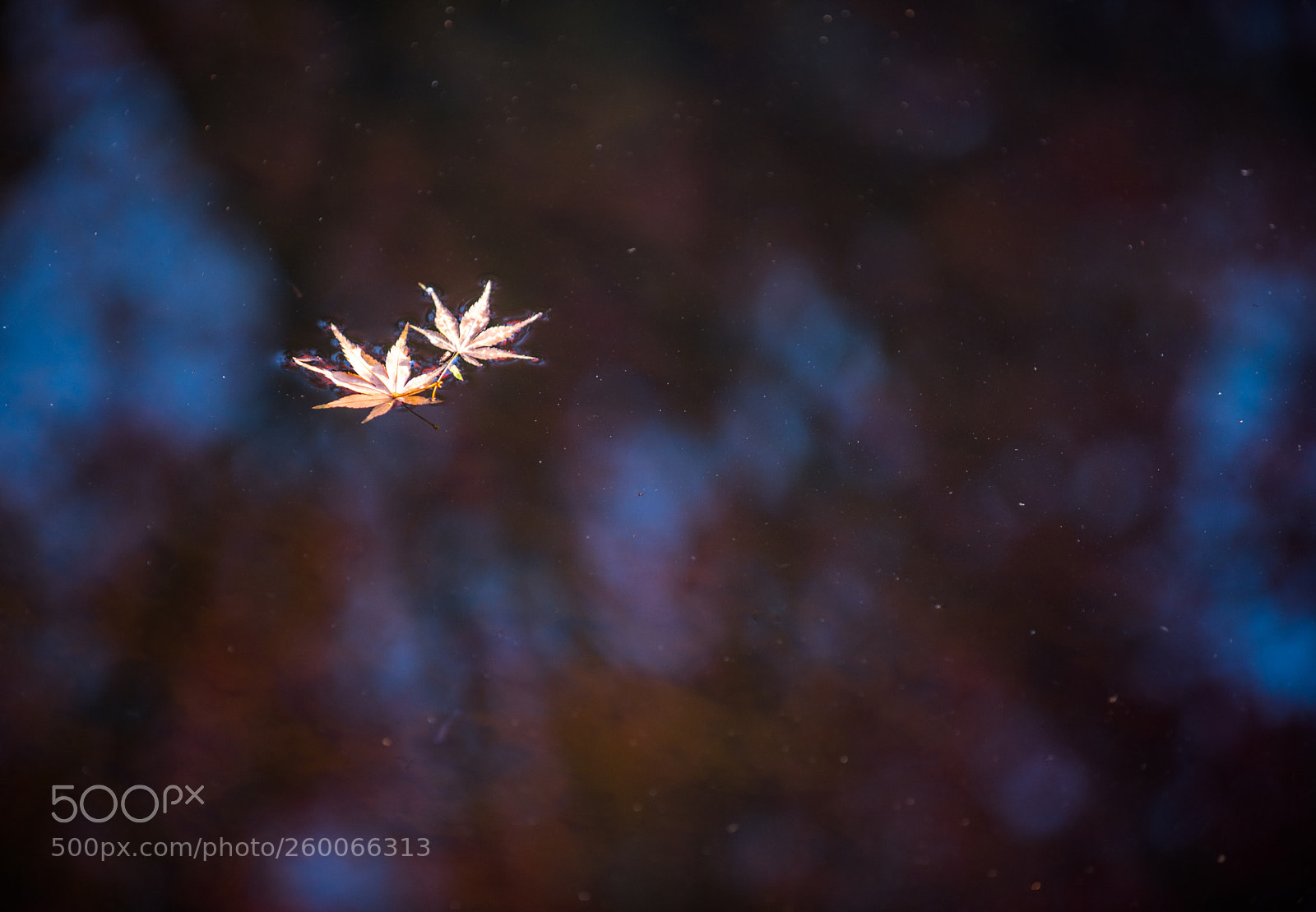 Nikon D810 sample photo. Floating leaf photography