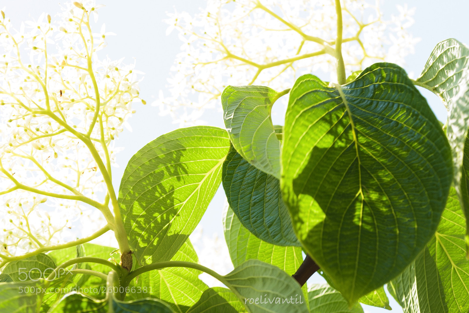 Nikon D750 sample photo. Flowering photography
