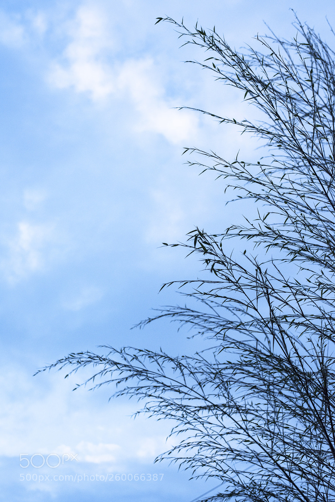 Nikon D810 sample photo. Lookup   no.11 photography