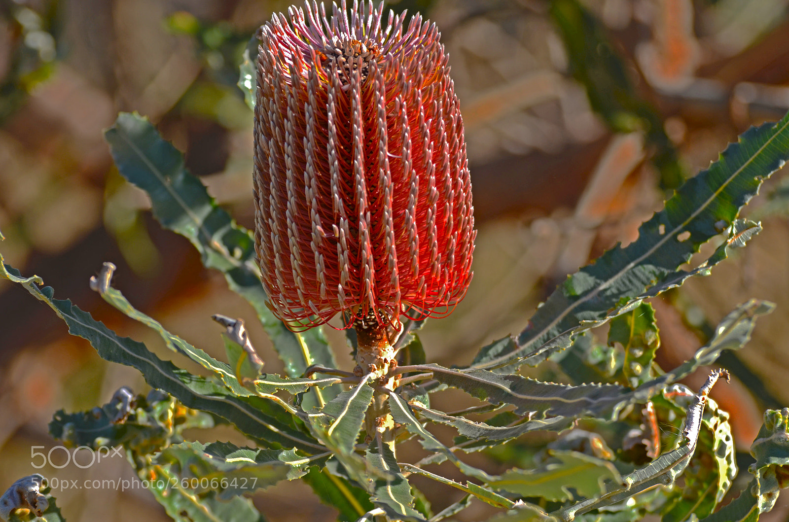 Nikon D7000 sample photo. Banksia flower photography