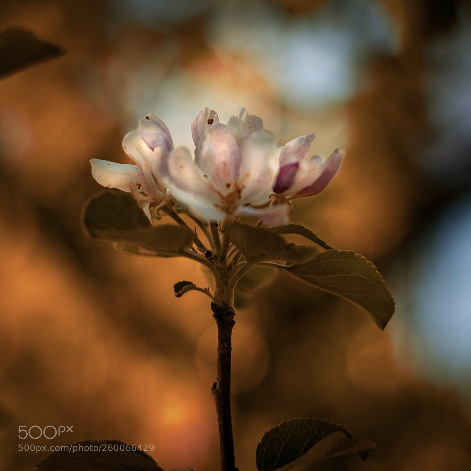 Sony a7R sample photo. Flowers of apple  photography