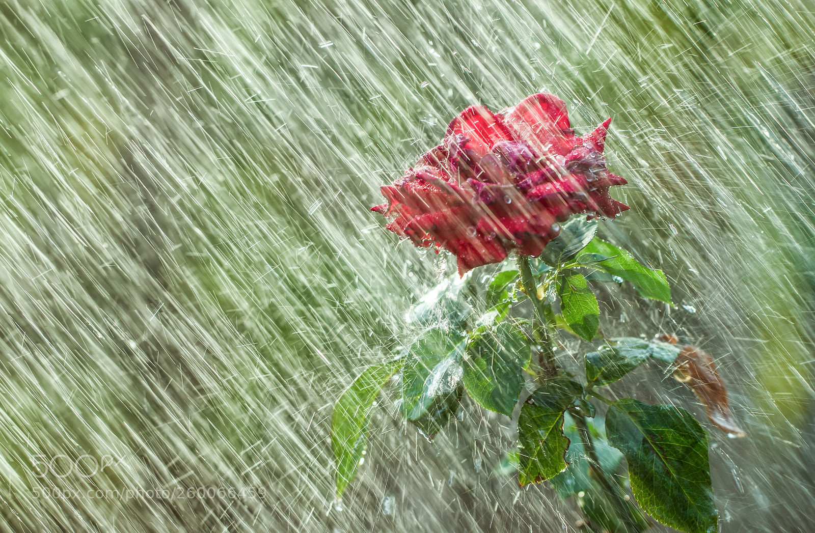 Canon EOS 7D sample photo. Close up rose in photography