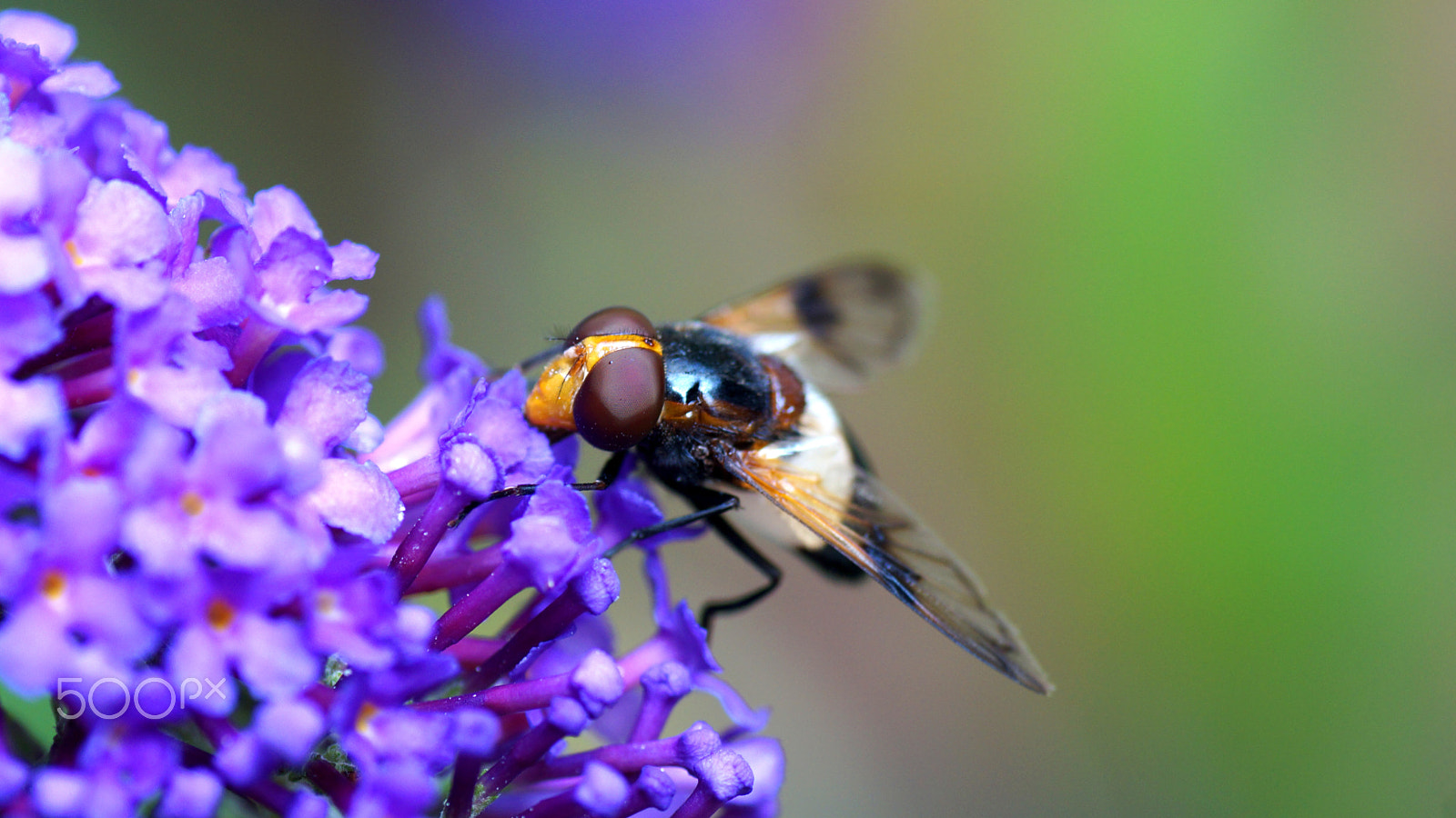 Sony SLT-A57 sample photo. Volucella pellucens photography