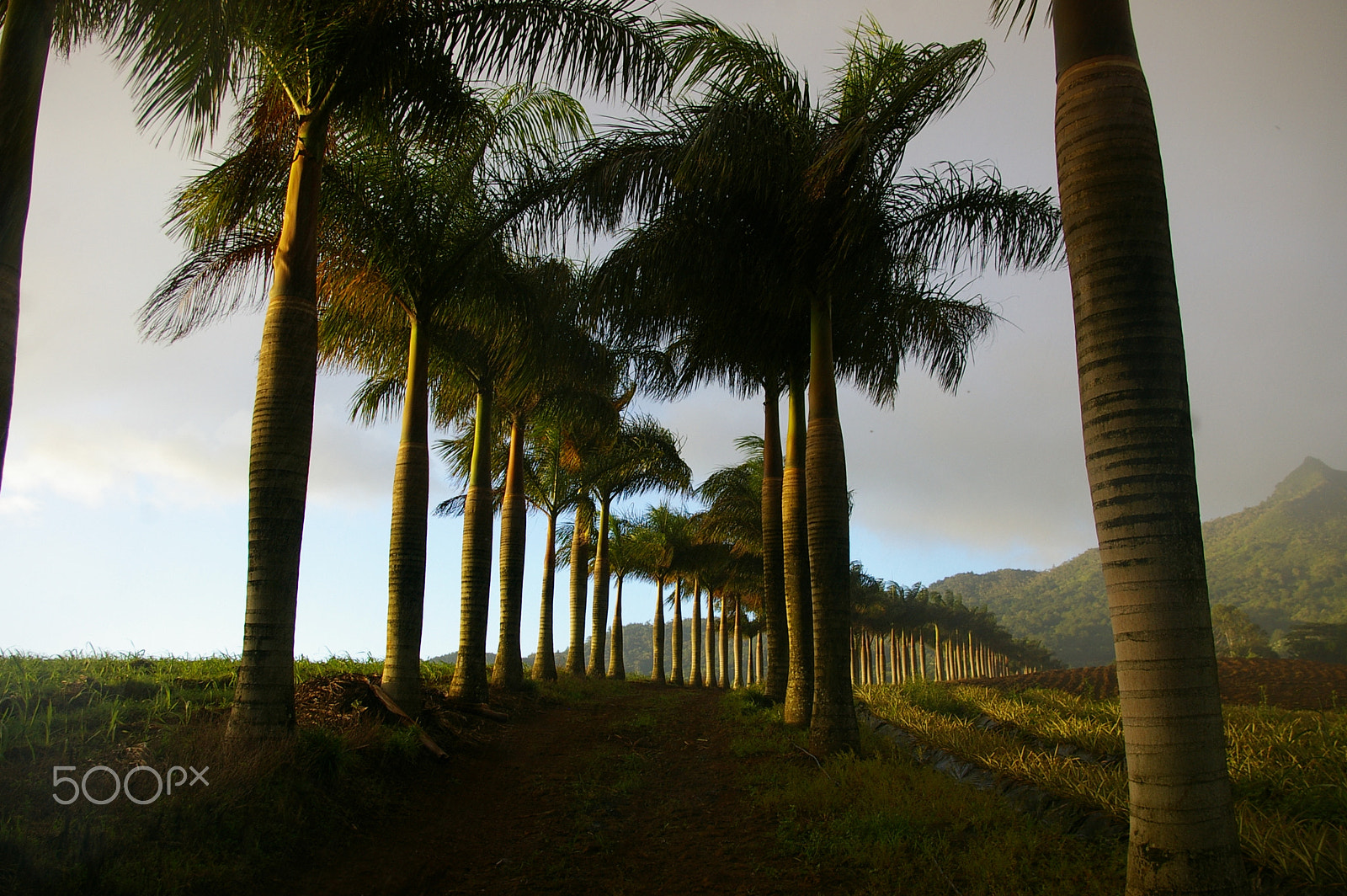 Pentax *ist DL2 + Pentax smc DA 18-55mm F3.5-5.6 AL sample photo. Chamarel palm trees photography