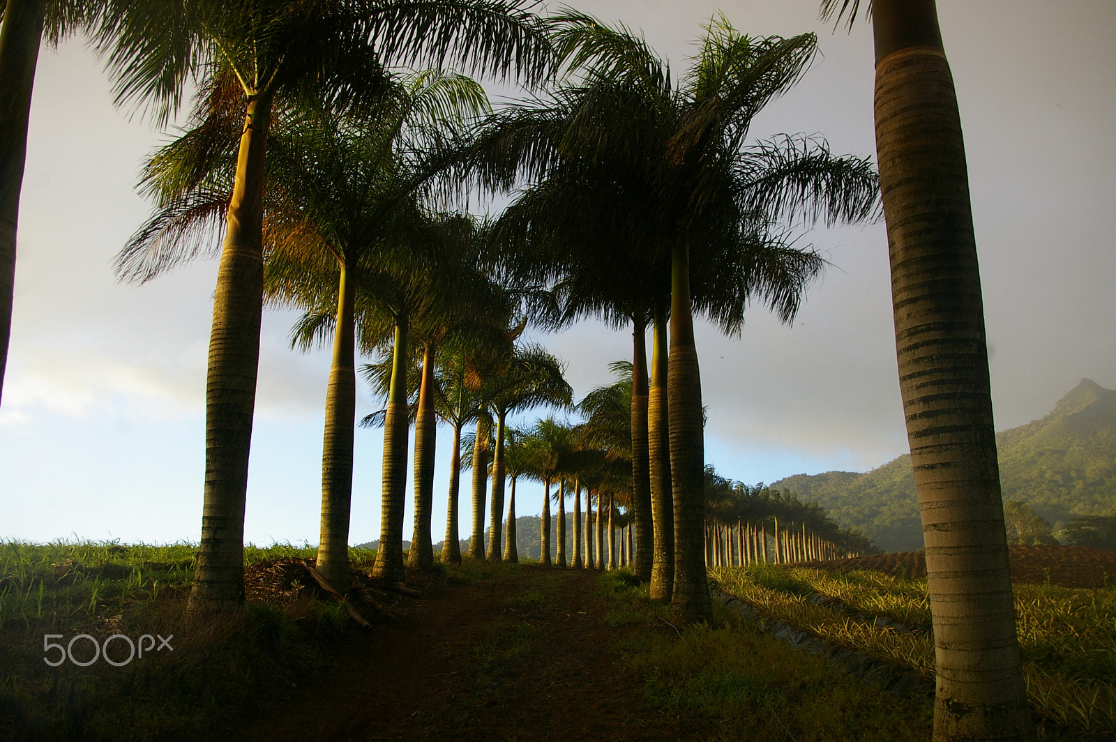 Pentax *ist DL2 sample photo. Chamarel palm trees photography