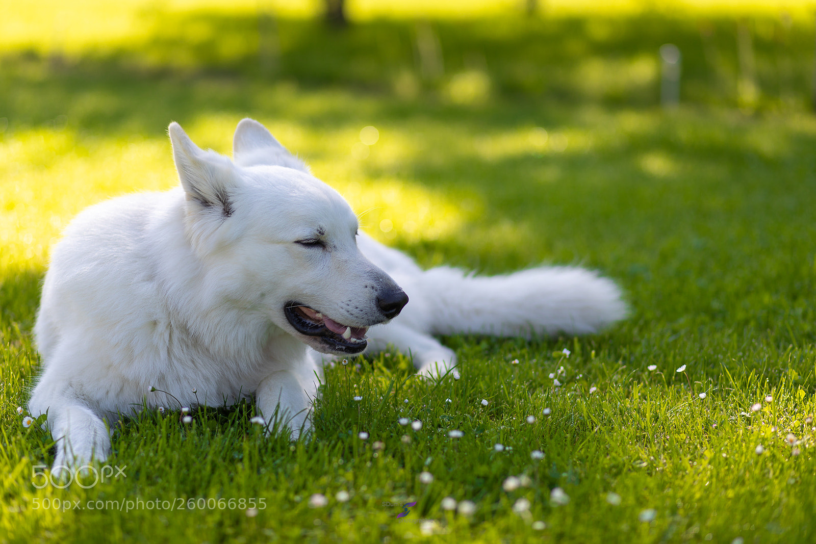 Canon EOS 5D Mark IV sample photo. Hiro photography