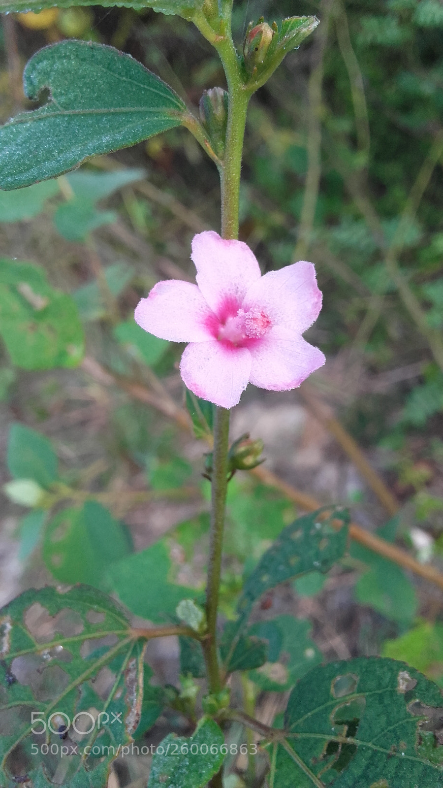 Samsung Galaxy Grand Prime sample photo. Untitled photography