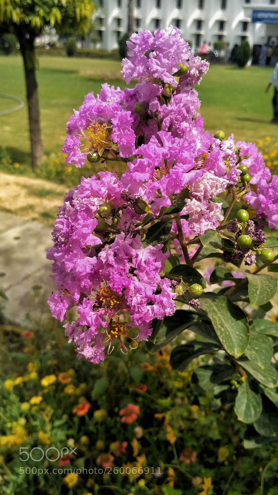 Xiaomi Redmi 3S sample photo. Posy photography