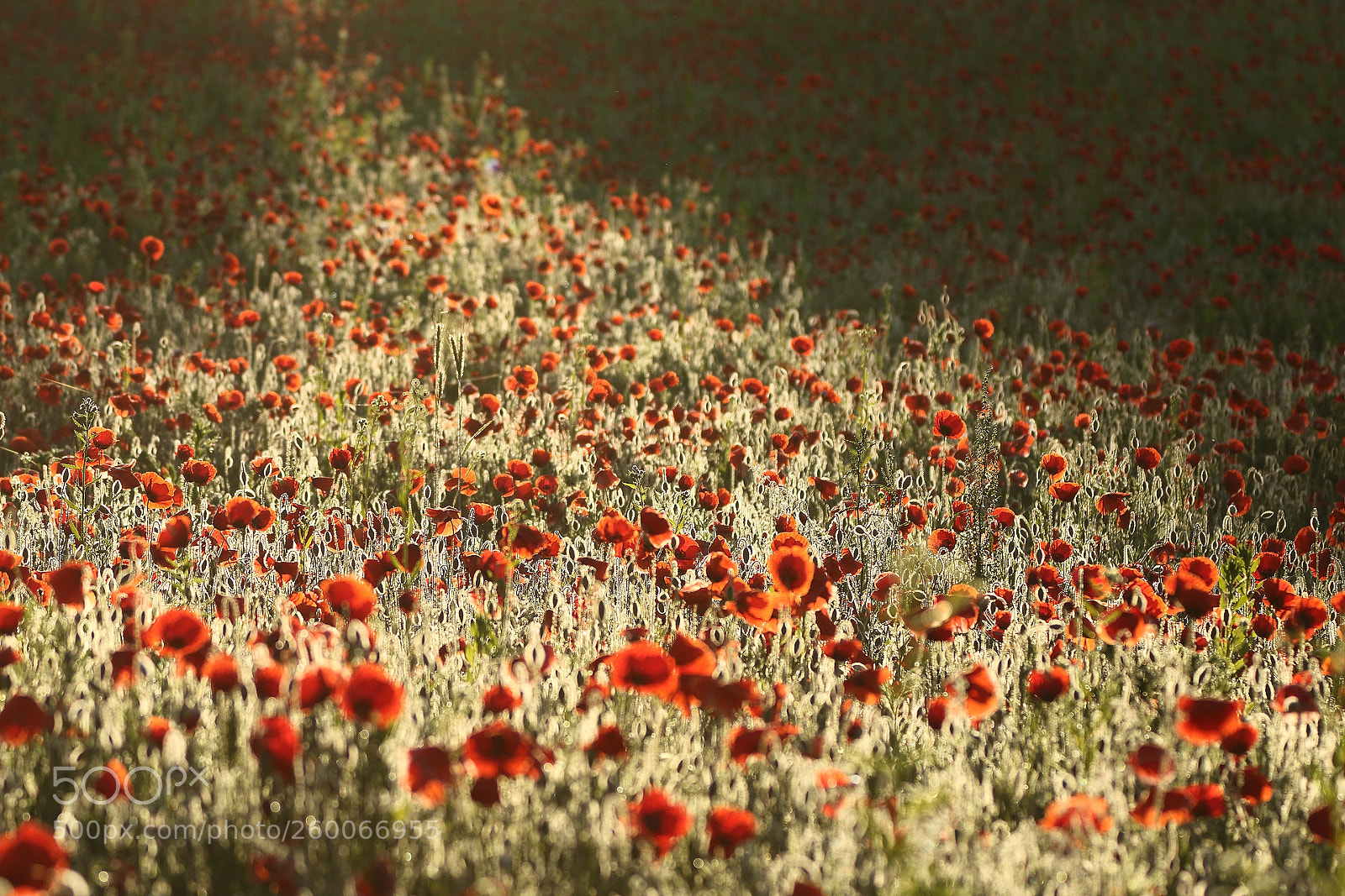 Canon EOS 7D Mark II sample photo. Poppy photography