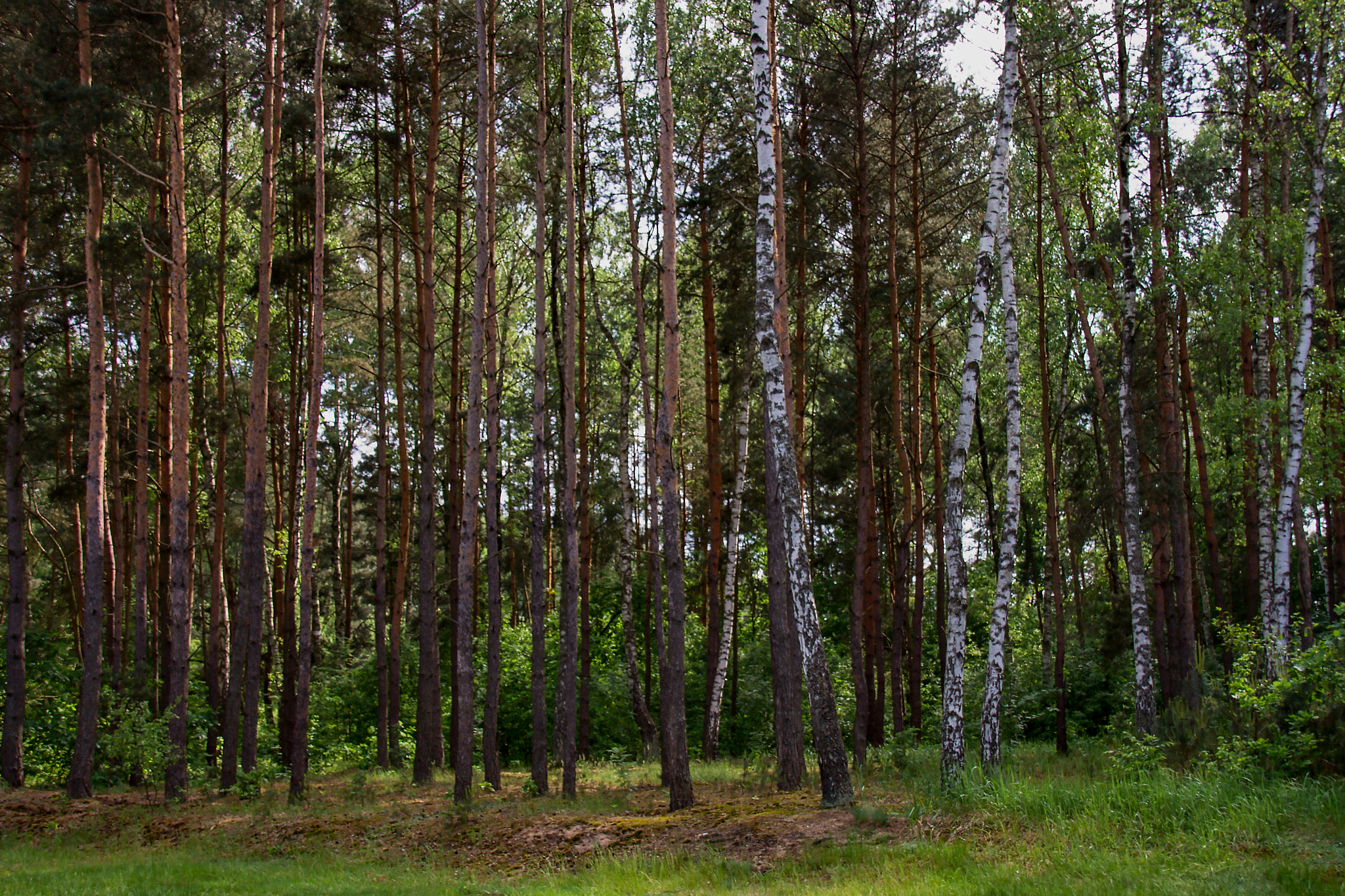 Sigma 18-250mm F3.5-6.3 DC OS HSM sample photo. Forest in may photography