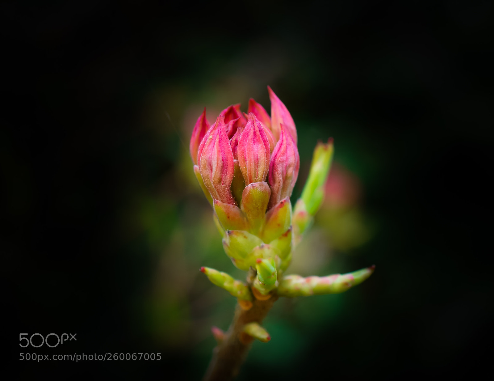 Sony a6000 sample photo. Dream world 4 photography
