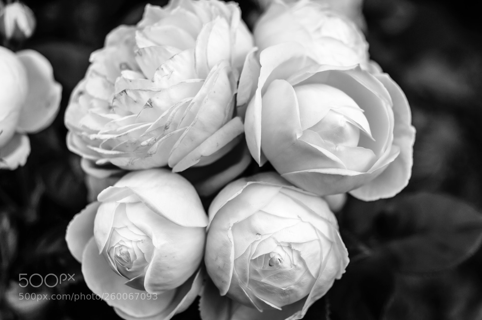 Nikon D3200 sample photo. The bride's bouquet photography