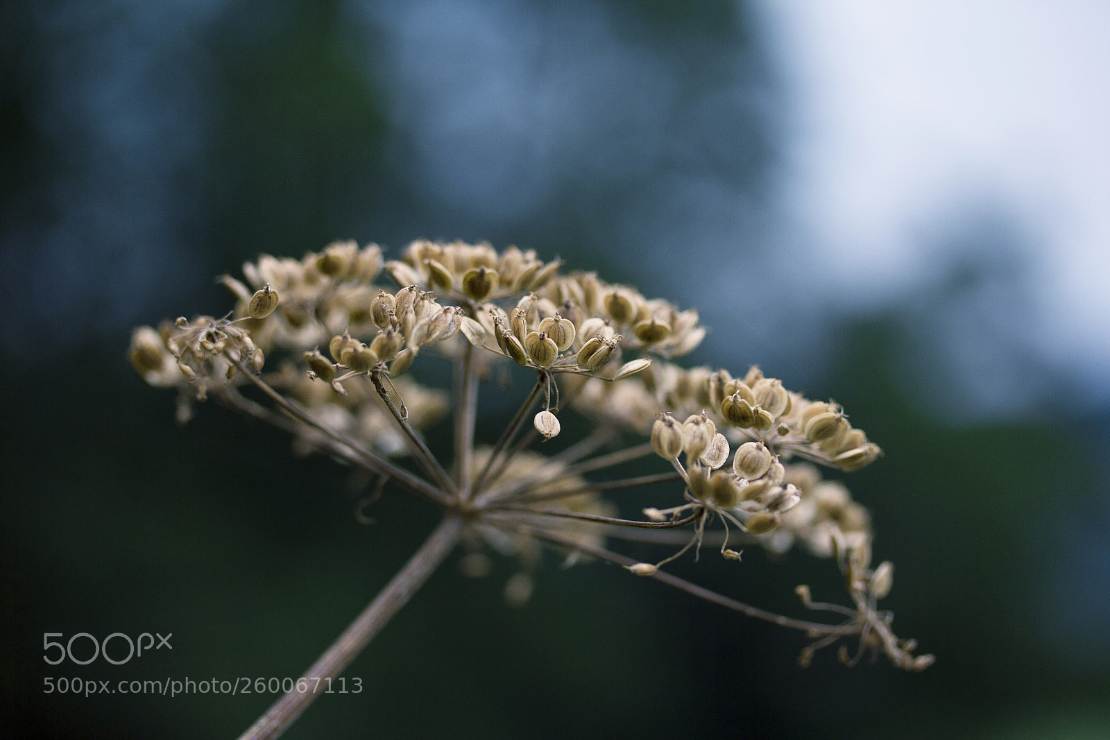 Canon EOS 60D sample photo. Wiesen-bärenklau (heracleum sphondylium) photography