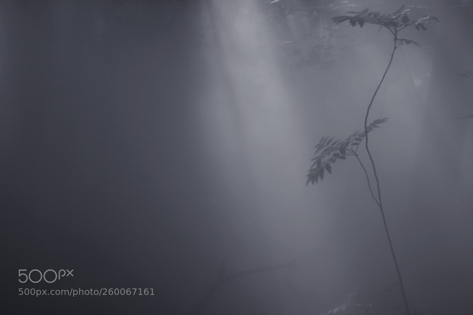 Canon EOS 60D sample photo. Single tree photography