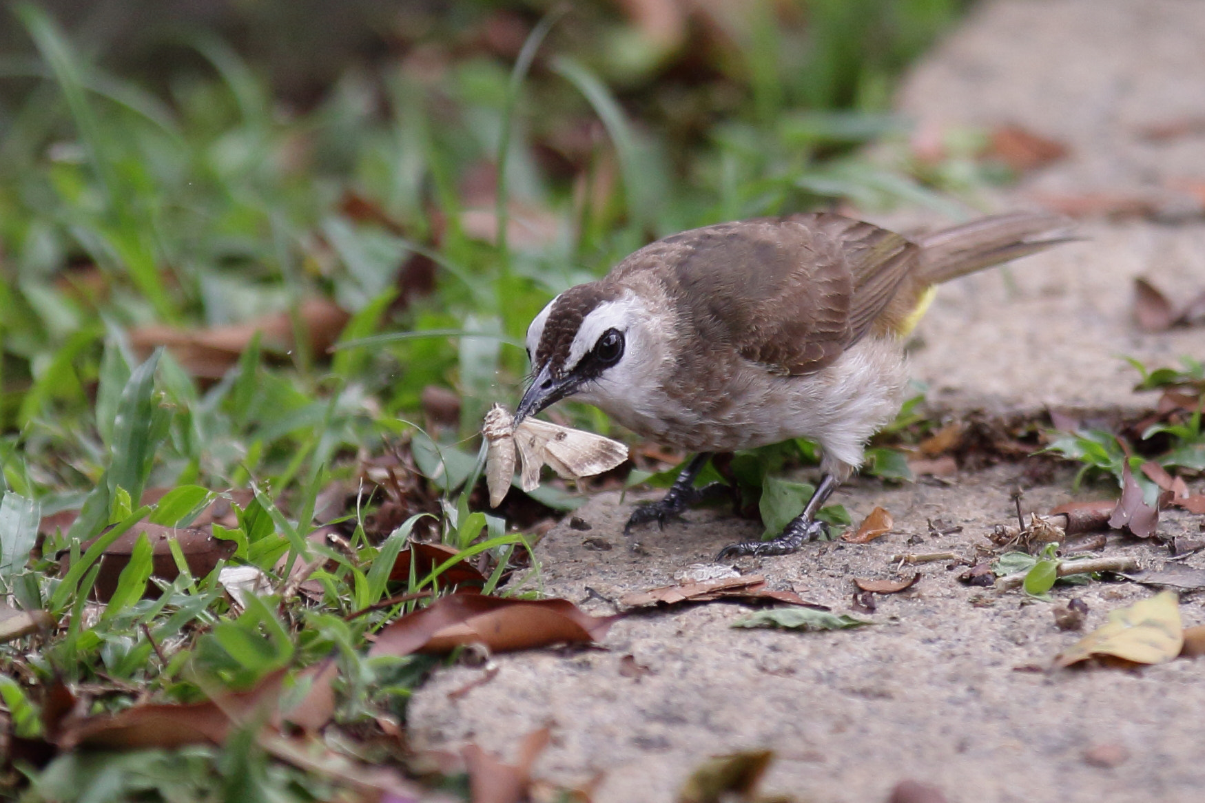 Canon EOS 50D sample photo. Yellow-vented bulbul photography