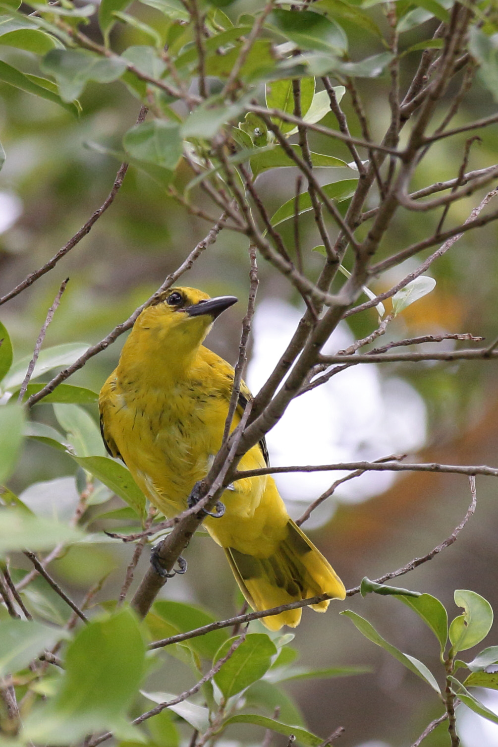 Canon EOS 50D sample photo. Common iora photography